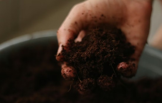 Waipahu Lowe’s Shopper Finds Bag of Soil Crawling With Dozens of CRB Grubs