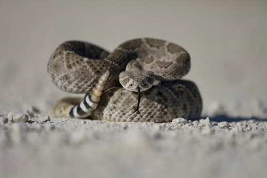 Warm Spell Turns Venomous for Valley Springs Woman in Rattlesnake Scare