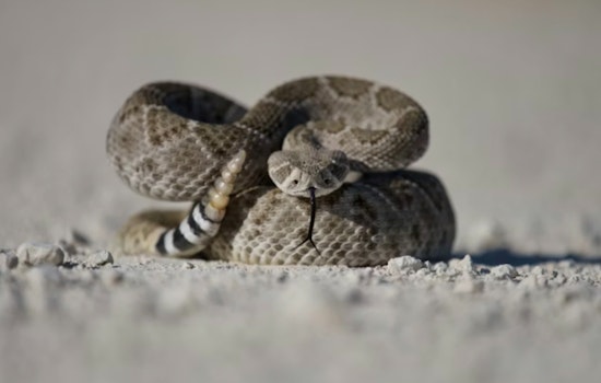 Warm Spell Turns Venomous for Valley Springs Woman in Rattlesnake Scare