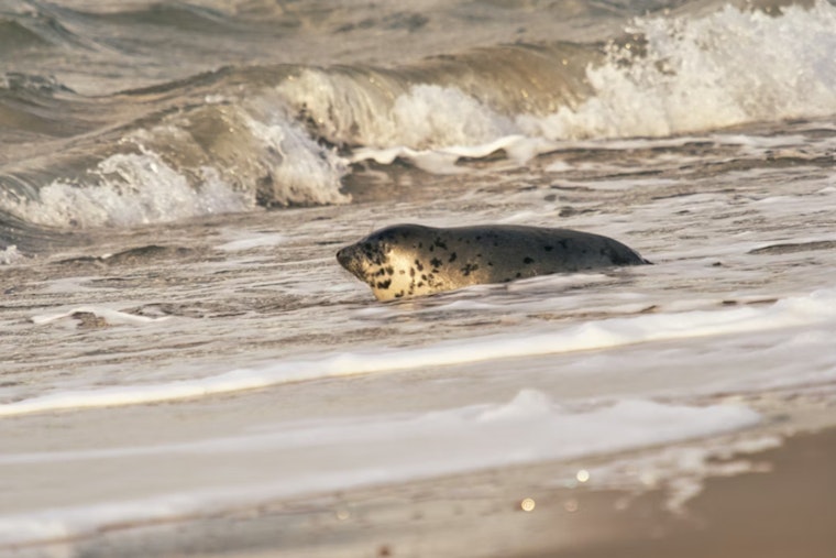 Wayward Harbor Seal Pops Up In Mosquito Lagoon, Stuns Volusia