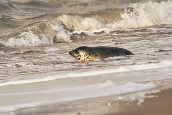 Wayward Harbor Seal Pops Up In Mosquito Lagoon, Stuns Volusia