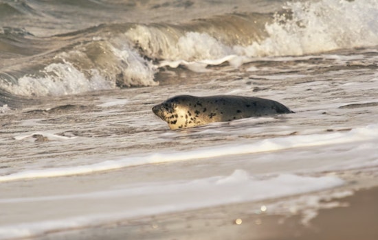 Wayward Harbor Seal Pops Up In Mosquito Lagoon, Stuns Volusia