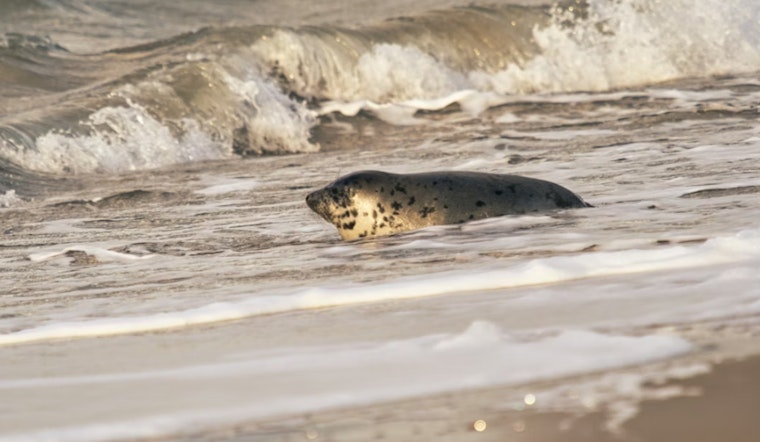 Wayward Harbor Seal Pops Up In Mosquito Lagoon, Stuns Volusia