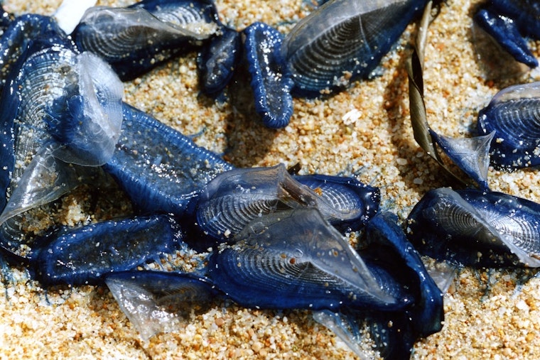 Weird Blue Blobs Swarm Oregon Beaches, Locals Catch a Whiff