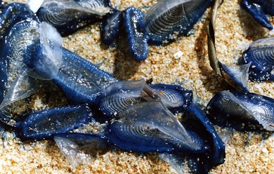 Weird Blue Blobs Swarm Oregon Beaches, Locals Catch a Whiff