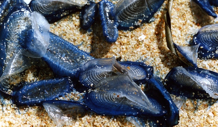 Weird Blue Blobs Swarm Oregon Beaches, Locals Catch a Whiff