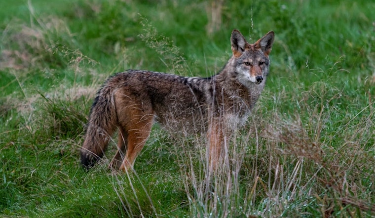 West Side Coyote Dump Shocks Quiet Hamilton County Hillside