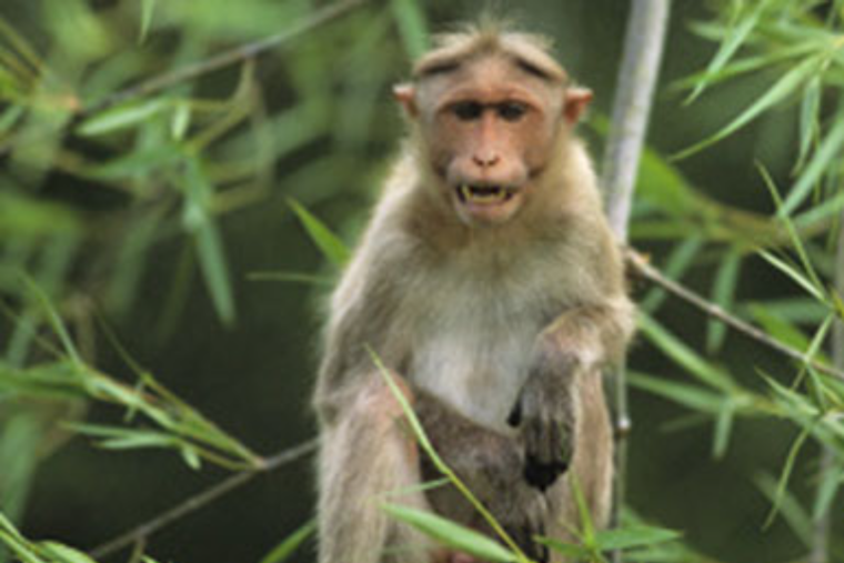 Wild Monkeys Make Silver Springs Ocala's Must-See Sideshow, With a Health Caveat