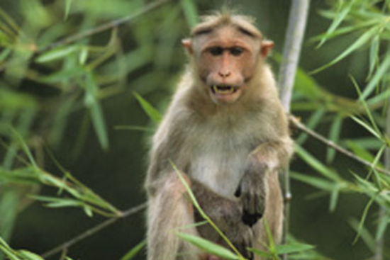 Wild Monkeys Make Silver Springs Ocala's Must-See Sideshow, With a Health Caveat