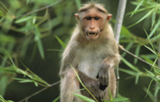 Wild Monkeys Make Silver Springs Ocala's Must-See Sideshow, With a Health Caveat