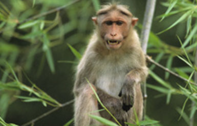 Wild Monkeys Make Silver Springs Ocala's Must-See Sideshow, With a Health Caveat