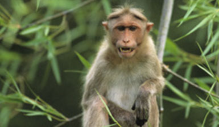 Wild Monkeys Make Silver Springs Ocala's Must-See Sideshow, With a Health Caveat