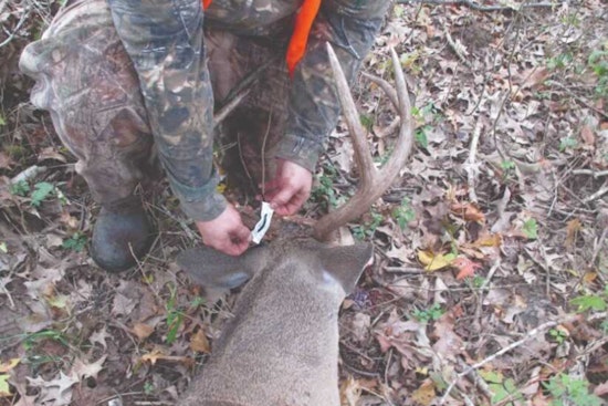 'Zombie Deer' Case in Ouachita Puts Four North Louisiana Parishes on Edge