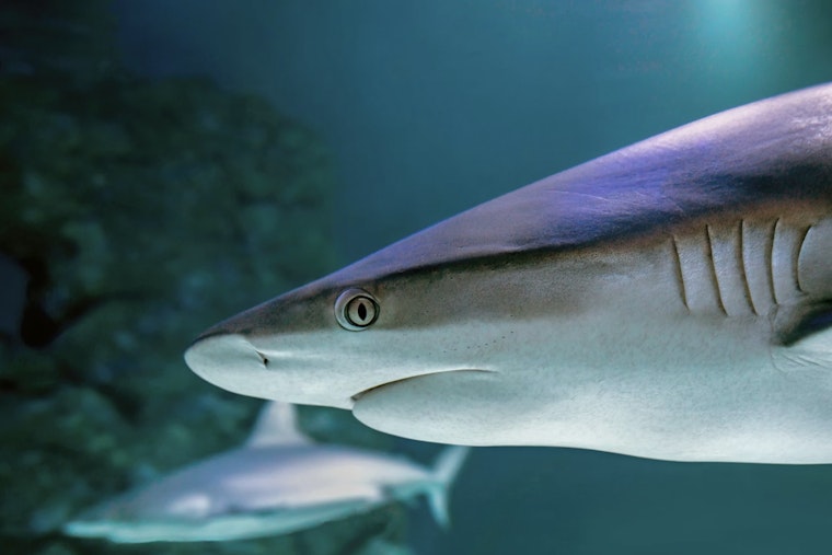 10-Foot Great White Cayo Skims Palm Beach Shoreline