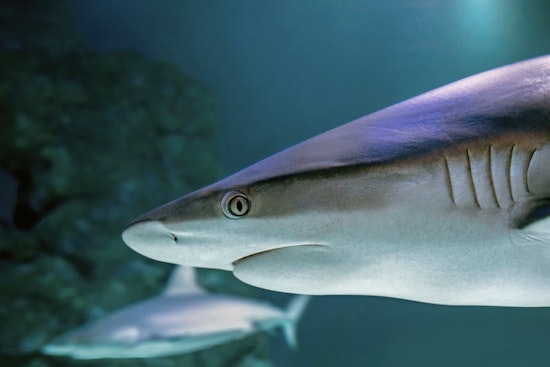 10-Foot Great White Cayo Skims Palm Beach Shoreline