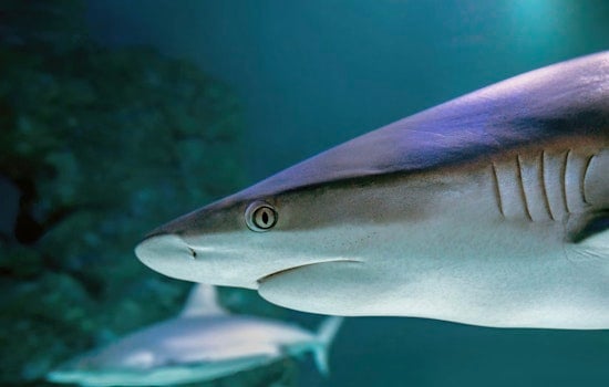 10-Foot Great White Cayo Skims Palm Beach Shoreline