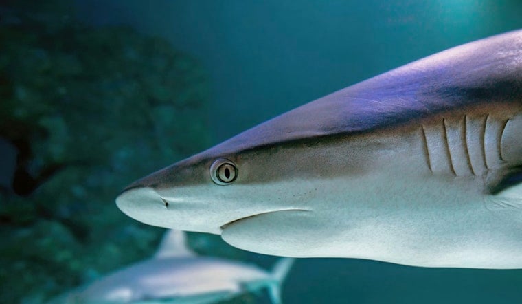 10-Foot Great White Cayo Skims Palm Beach Shoreline