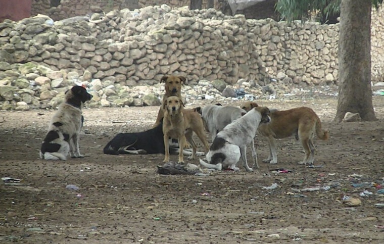 16 Matted Dogs Found Abandoned in Palmdale Park