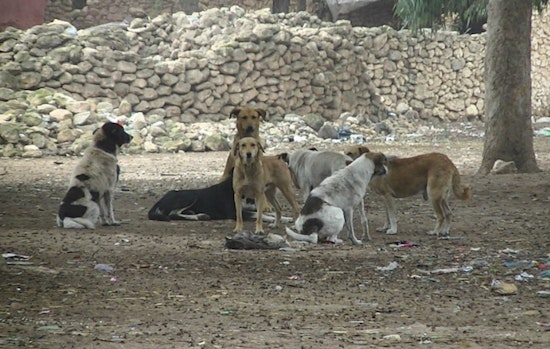 16 Matted Dogs Found Abandoned in Palmdale Park