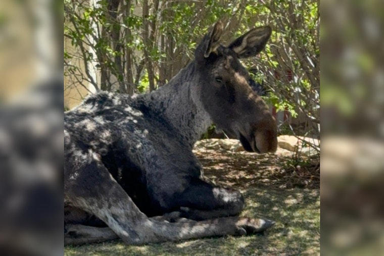 700-Pound Moose Wanders Into Colorado Springs, Wakes Up With One-Way Ticket West