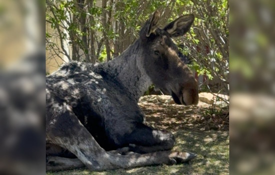 700-Pound Moose Wanders Into Colorado Springs, Wakes Up With One-Way Ticket West