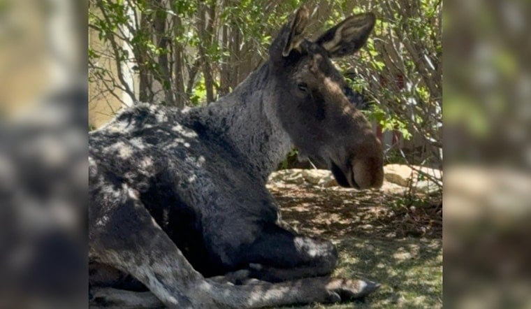 700-Pound Moose Wanders Into Colorado Springs, Wakes Up With One-Way Ticket West