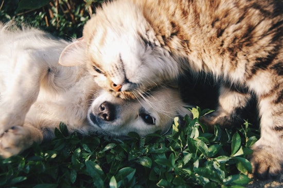 Albany Tax Plan Could Toss New York Pet Owners A $900 Treat