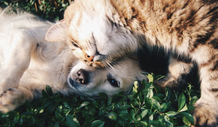 Albany Tax Plan Could Toss New York Pet Owners A $900 Treat