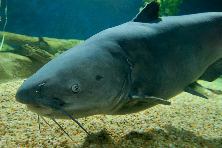 Annapolis Approves Gill Nets For Watermen To Target Blue Catfish