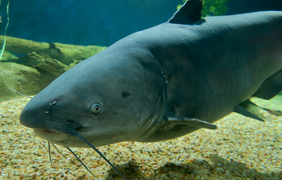 Annapolis Approves Gill Nets For Watermen To Target Blue Catfish