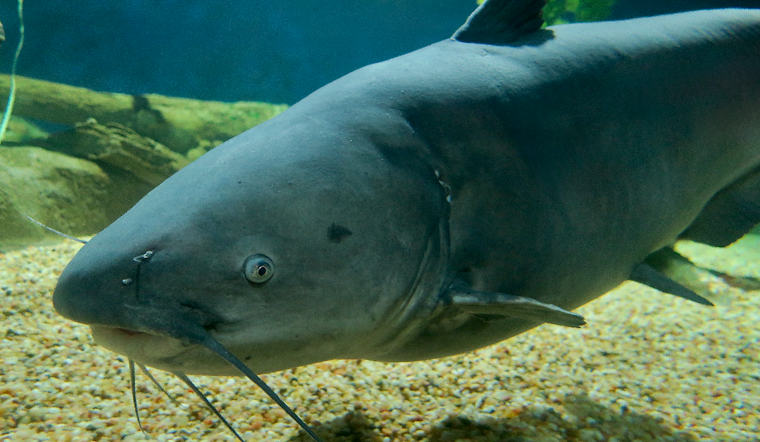Annapolis Approves Gill Nets For Watermen To Target Blue Catfish