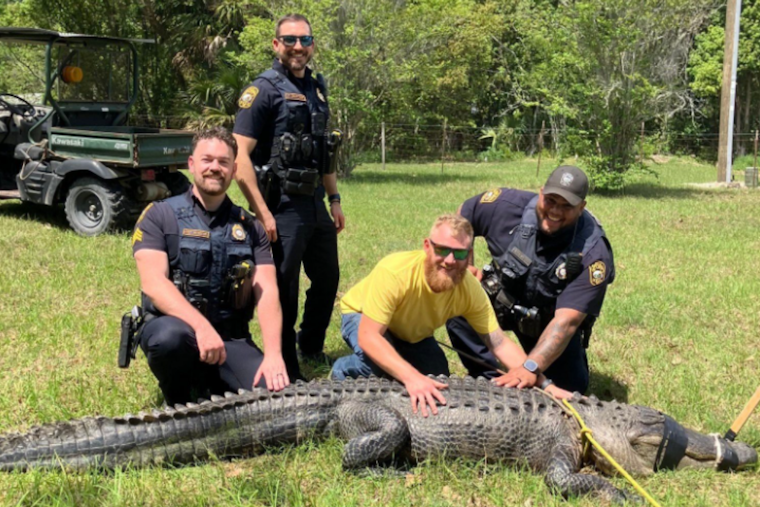 Apopka Cops Tame Big Gator In Neighborhood Street Drama