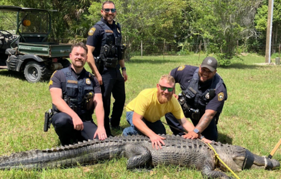 Apopka Cops Tame Big Gator In Neighborhood Street Drama