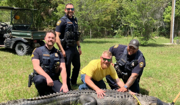 Apopka Cops Tame Big Gator In Neighborhood Street Drama
