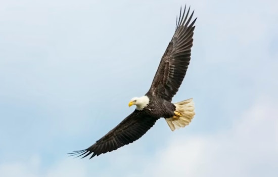 Arlington Eagle Poisoning Spurs Push To Ban Rat Baits