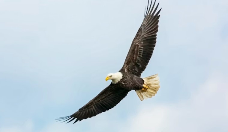 Arlington Eagle Poisoning Spurs Push To Ban Rat Baits