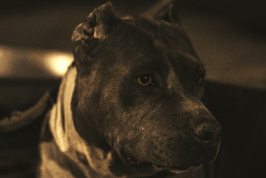 Aurora Block Rocked as Three Dogs Maul Mom Outside Her Home