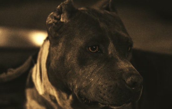Aurora Block Rocked as Three Dogs Maul Mom Outside Her Home