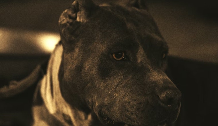 Aurora Block Rocked as Three Dogs Maul Mom Outside Her Home