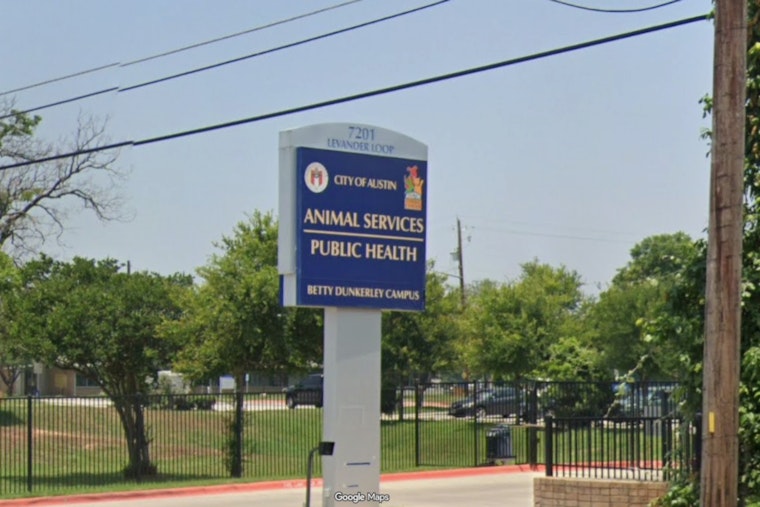 Austin Shelter Needs 70 Foster Homes By Sunday