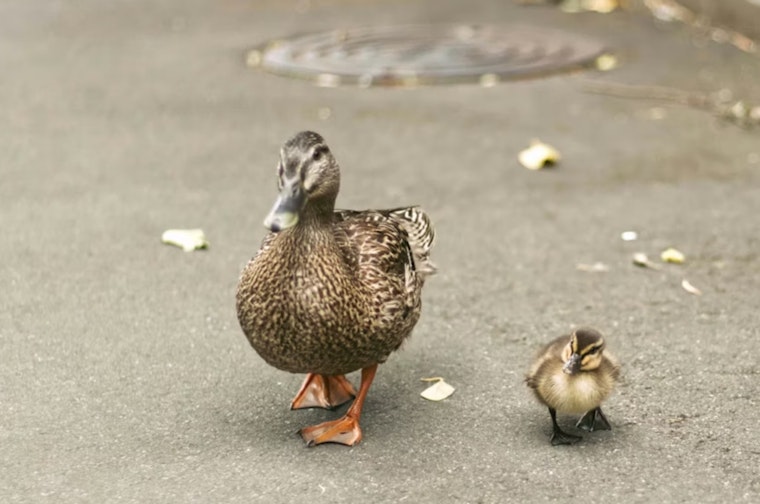 Avride Self-Driving Car Kills Duck Near Mueller Park