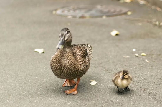 Avride Self-Driving Car Kills Duck Near Mueller Park