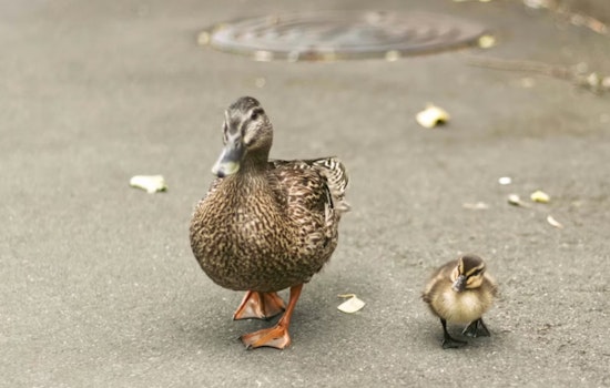 Avride Self-Driving Car Kills Duck Near Mueller Park