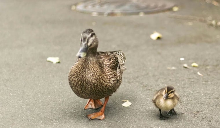 Avride Self-Driving Car Kills Duck Near Mueller Park