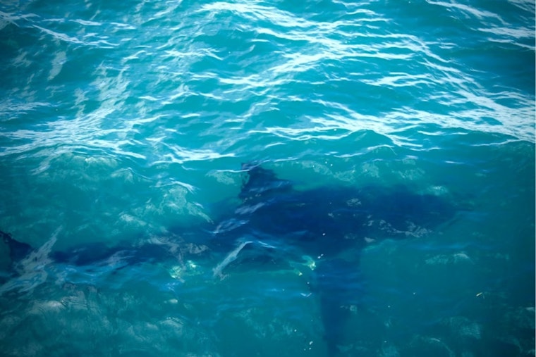 Baby Great Whites Flee San Diego Hot Spot as El Niño Looms