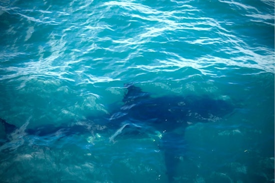 Baby Great Whites Flee San Diego Hot Spot as El Niño Looms