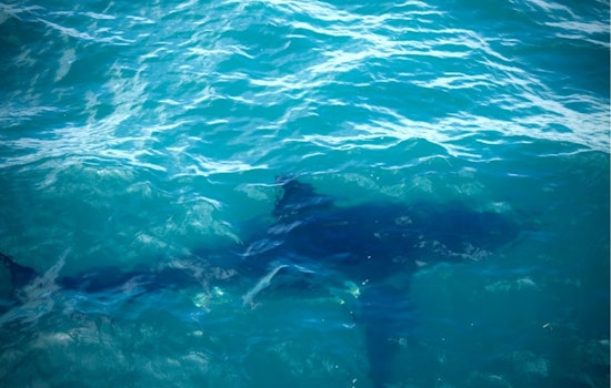 Baby Great Whites Flee San Diego Hot Spot as El Niño Looms