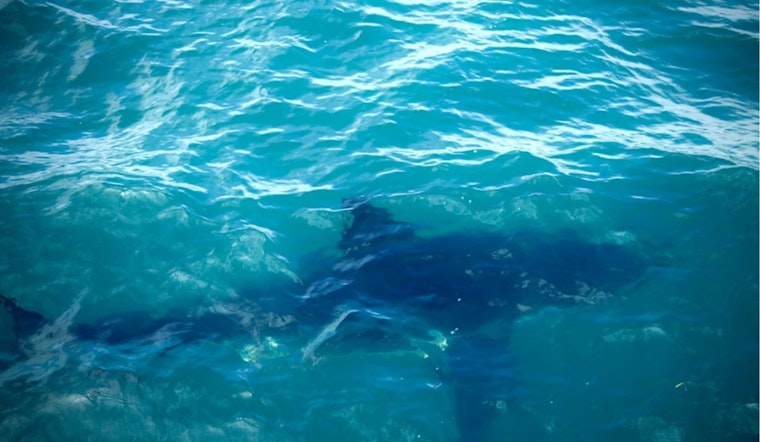 Baby Great Whites Flee San Diego Hot Spot as El Niño Looms