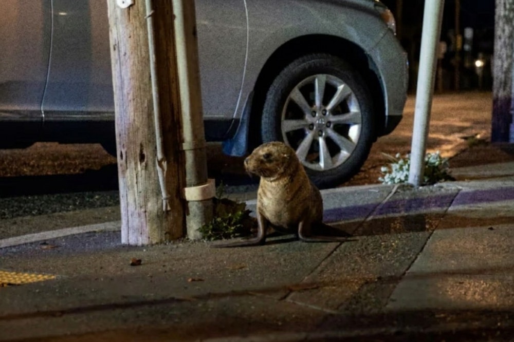 Baby Sea Lion Found Napping Against a Utility Pole in the Outer Sunset, Now Has a Name