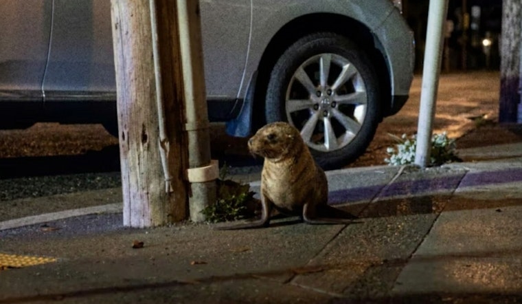 Baby Sea Lion Found Napping Against a Utility Pole in the Outer Sunset, Now Has a Name